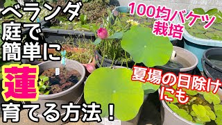 100均バケツでベランダ、庭で簡単に蓮（ハス）を育てる方法！夏の日除けに最適！植え替えも簡単　メダカ睡蓮ビオトープ