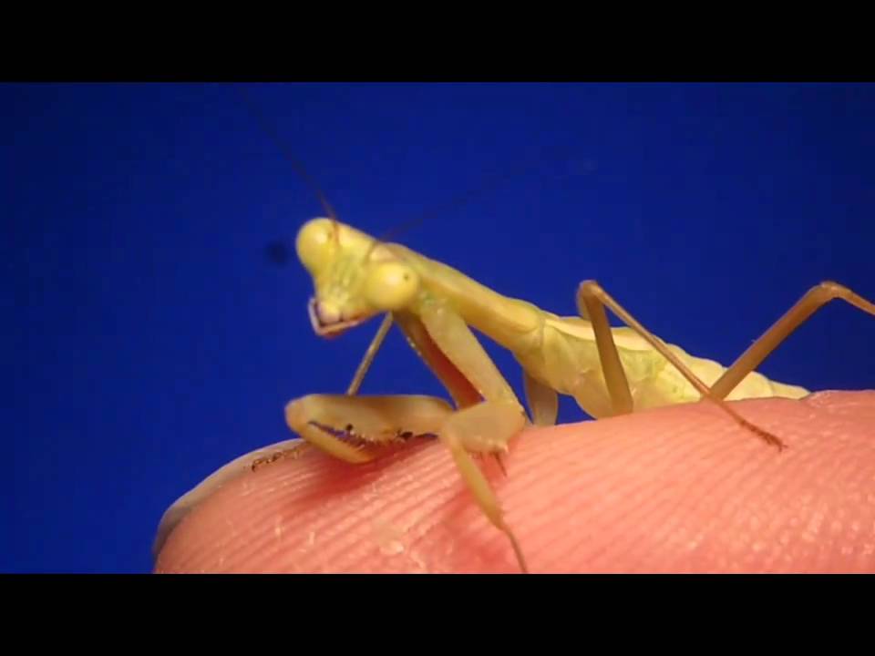 L5 Jade Mantis Nymph (Hierodula salomonis) Macro Clip