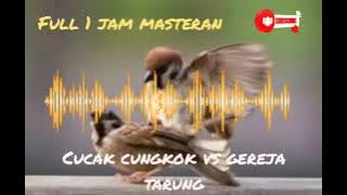 FULL 1 JAM || Cucak cungkok vs Gereja Tarung