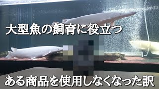 大型魚の飼育に役立つ　ある商品を使用しなくなった訳