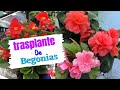 TRASPLANTE de BEGONIAS | Cómo trasplantar begonias en maceta | PLANTAS para SOMBRA o SEMISOMBRA