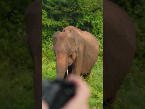 Udawalawe Safari Adventure – A Must-Visit in Sri Lanka  #lakpura