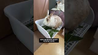 🐰 짧은영상 🐰 당당하게 소유권을 주장하는 토끼 #Shorts