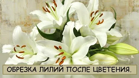 Как правильно обрезать лилию после цветения.