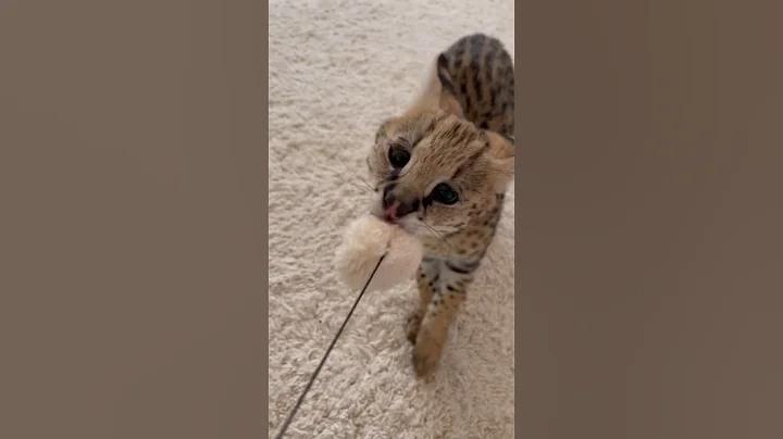 Watch the video about 4 Months Old Serval Play Sounds #cat #serval #servals