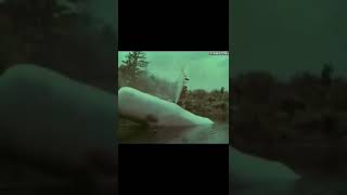 The Scariest Underwater Animatronics