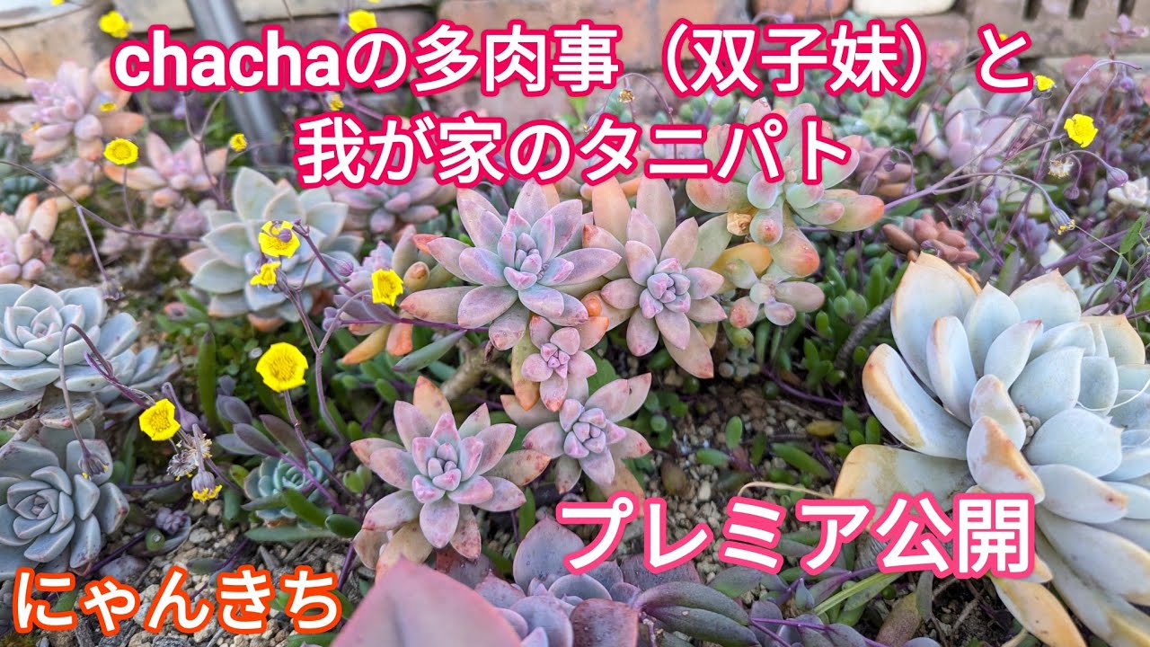 【多肉植物】プレミア公開！chachaの多肉事（双子妹）と我が家のタニパトしました😊