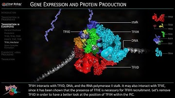 Transcription in Eukaryotes | Initiation
