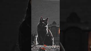 Dlaczego czarny kot przynosi pecha? 🐈‍⬛  #koty