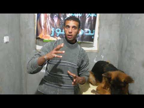 فيديو: كيفية اختيار جرو الكلب الألماني القزم