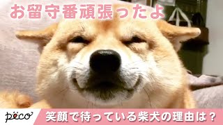 お留守番を頑張った柴犬くん🐶✨ 笑顔で待っている理由は…？💖【PECO TV】