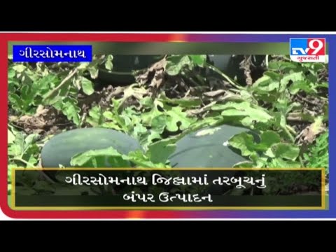 શિયાળામાં તરબૂચની આવક |tv9gujaratinews