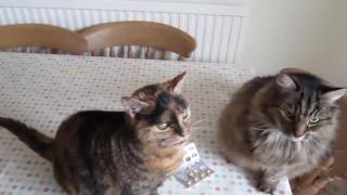 seraquin tablets for dogs 2g x 60