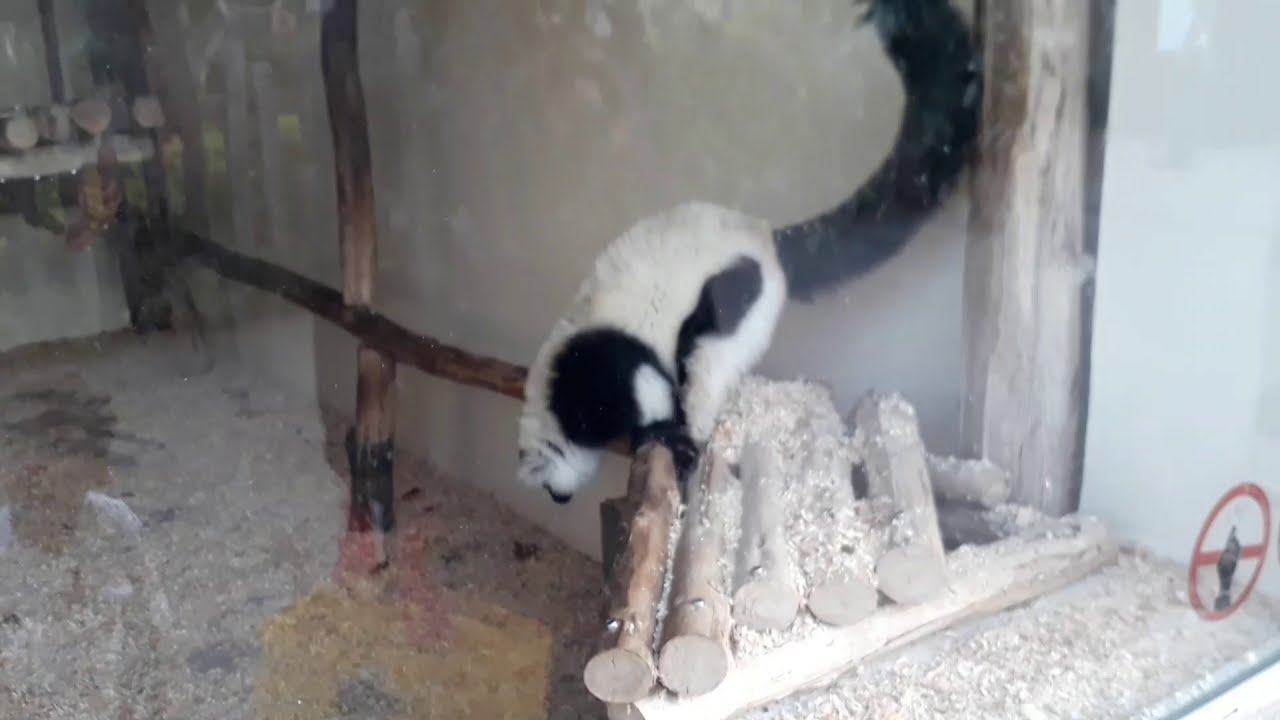 Alam saad /جولة في حديقة الحيوانات  سندباد 🐺🌳🐒🦆