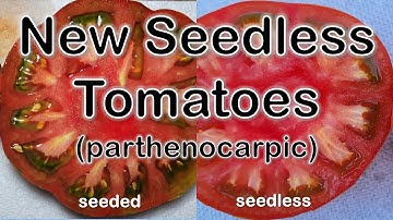 Seedless Tomato Miracle & The Magic of Parthenocarpy