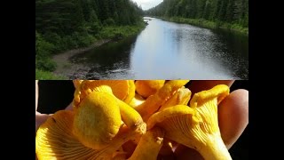 Hiking the Laurentians for chanterelles