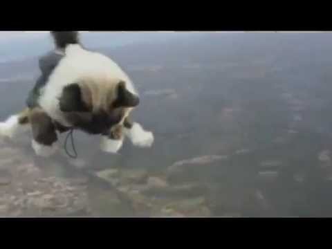 Skydiving Cats