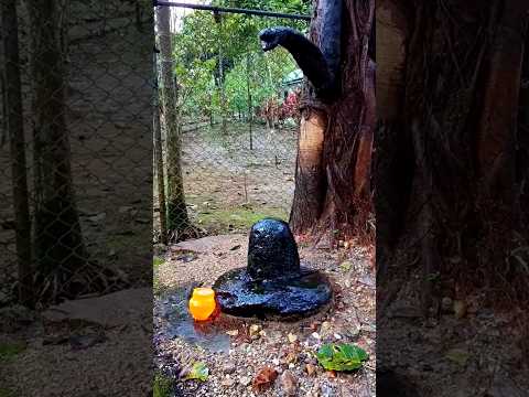 🔱 महादेव का दिव्य अभिषेक 🙏 | जो लिखेगा ॐ नमः शिवाय, महादेव उसकी मनोकामना पूर्ण करें 🕉️ #shorts
