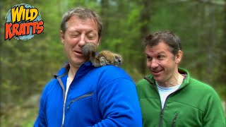 Flying Squirrel Powers! | Wild Kratts