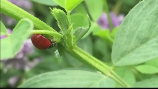 Sorting good bugs from the bad keeps agriculture on track