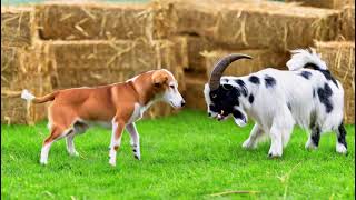 Dog Vs Goat Fighting