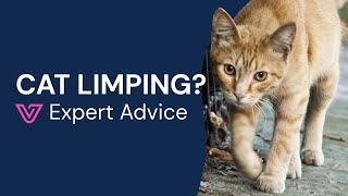Why Is My Cat Limping? Back Leg, Front Paw & What to Do screenshot 2
