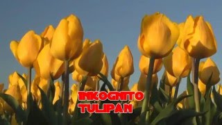 INKOGNITO  Tulipán