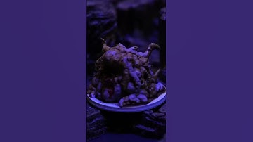 Hideout of Horrors! Watch the full video on the channel 🎲🗡️ #dnd #dwarvenforge #ttrpg #pathfinder