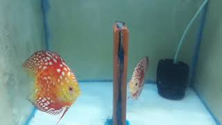 High body Red rafflesia discus fish pair