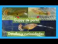 Guppy de parto. Cuanto dura el embarazo. Cuando va a parir.