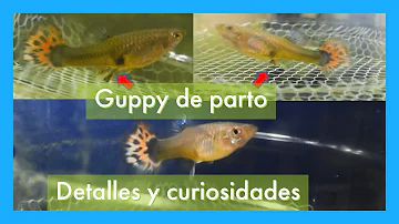 ¿Cuánto tardan los peces en quedarse embarazados?