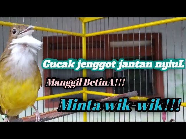 Cucak jenggot jantan nyiul di pagi hari class=