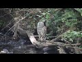 Barred Owl searching for food in Johnson Creek in Gresham, Oregon
