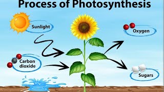 PHOTOSYNTHESIS for Kids | Grade 6