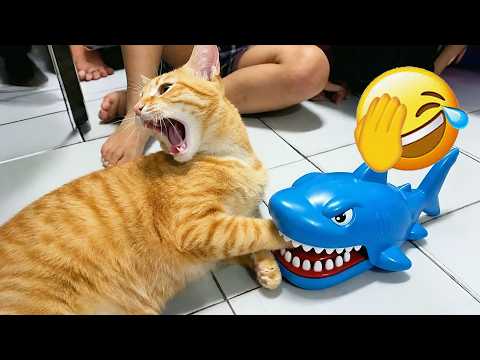 Best Viral Funny Cat Moments Ever Caught on Camera 🐾🔥