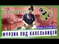 Визит к ветеринару / Как Мурзик перенёс капельницу / Влог #11