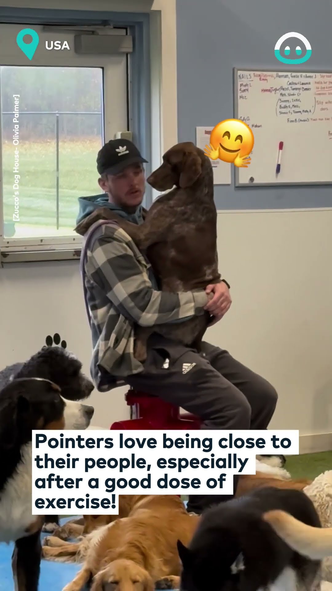 These Doggos Just Want A Hug || ViralHog