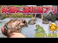 体調に違和感？巨大アマガエルの太郎さん/Is it a swelling illness? Giant tree frog Taro