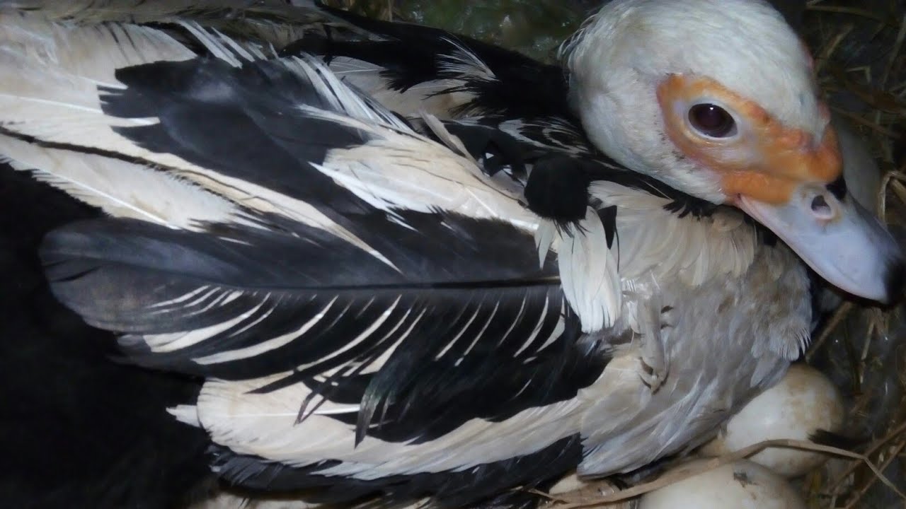 ازاى تعرفى البيض إلا تحت البطه فاسد ولا مش فاسد