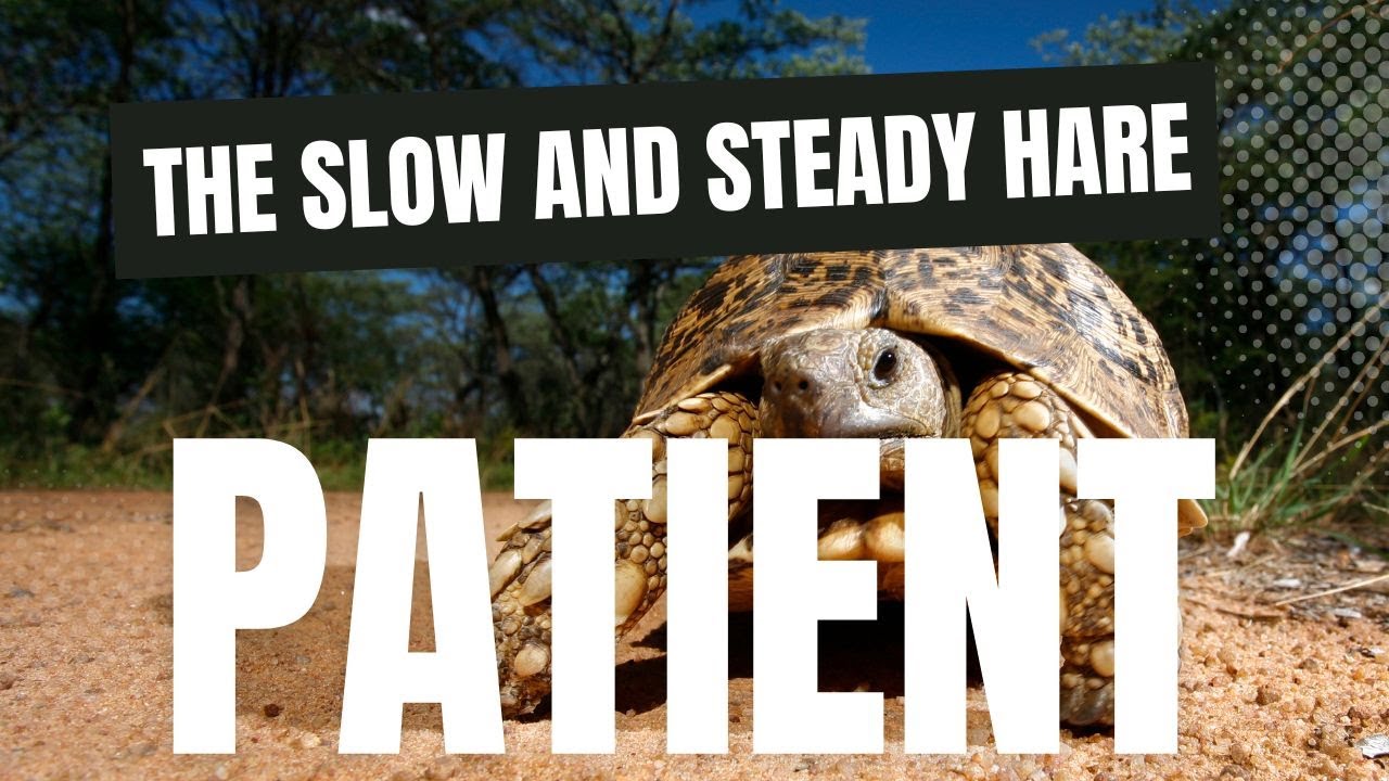 The Slow and Steady Hare - A Classic Fable with a Twist | Animated Short Film