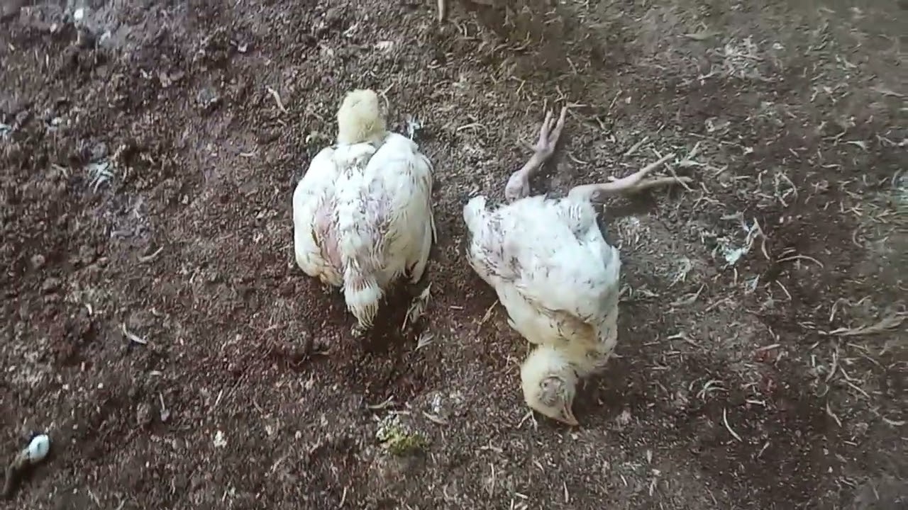 সব মরগা মারা যাইবো।। 🥺 খুব মায়া লাগে।