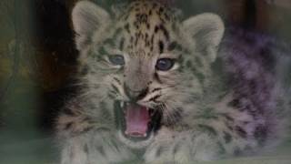 ユキヒョウの赤ちゃん~Snow Leopard Baby