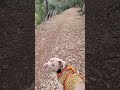 enjoying my nature hike #pittielove #dog #pitbull #pitlove