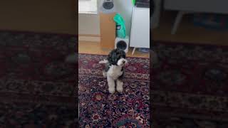 Well hidden! #cavapoo #dogsofyoutube #dogshorts  #fyp  #koirat