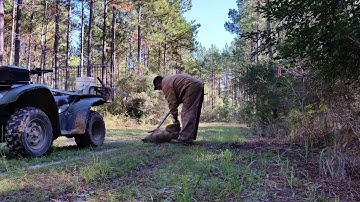 Trapped coyote removed from trap and placed into transport cage.