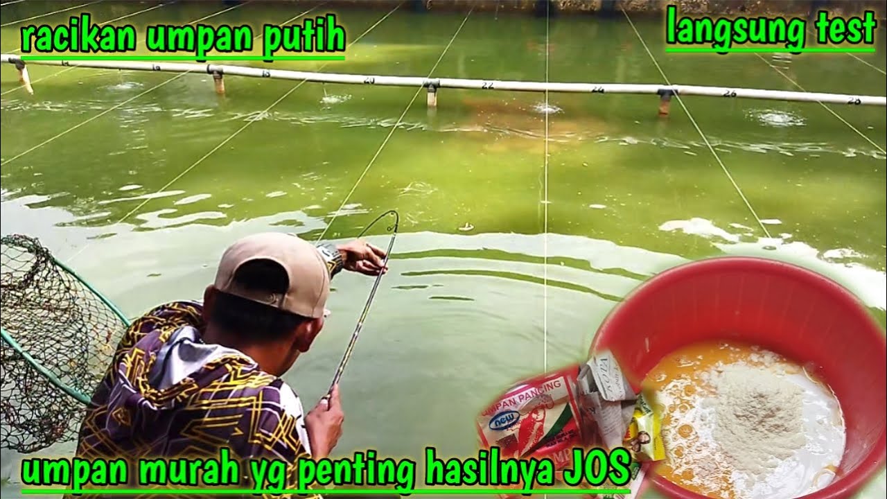 Racikan umpan putih ikan mas telor bebek, juara babon👍👍jossss
