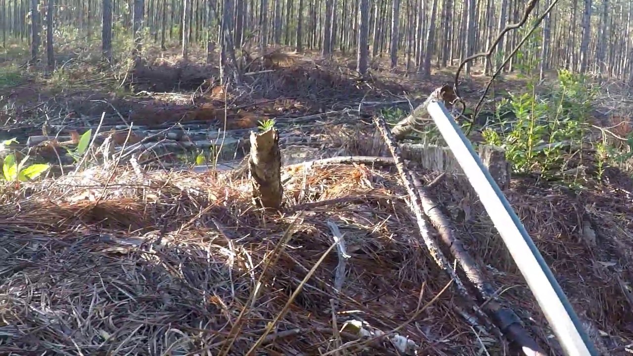 turkey hunting 2nd day 2019 south carolina. YouTube