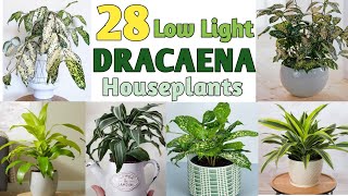 28 Low Light Dracaena Indoor Plants | Best Indoor Dracaena Plant Varieties | Plant and Planting