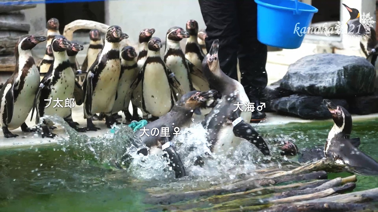 おたる水族館 ペンギンの時間-ついに！浮島に乗った！ - YouTube