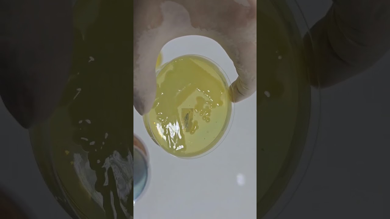 دراسة خصائص المستعمرات الجرثومية على الأوساط الزرعية | Bacterial Colony Characteristics on  Plates